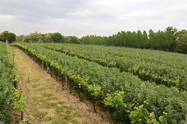 Les couverts hauts dans les vignes protègent-ils les bourgeons du gel ? Les avis divergent