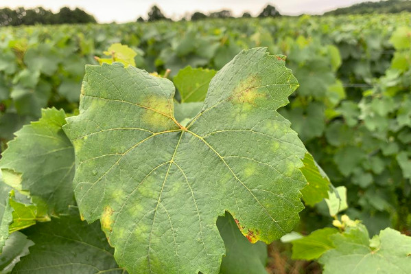 4 enjeux de la protection du vignoble en 2025