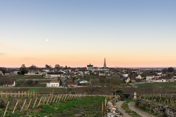 30 ceps taillés à mort chez le président des vignerons de Bourgogne