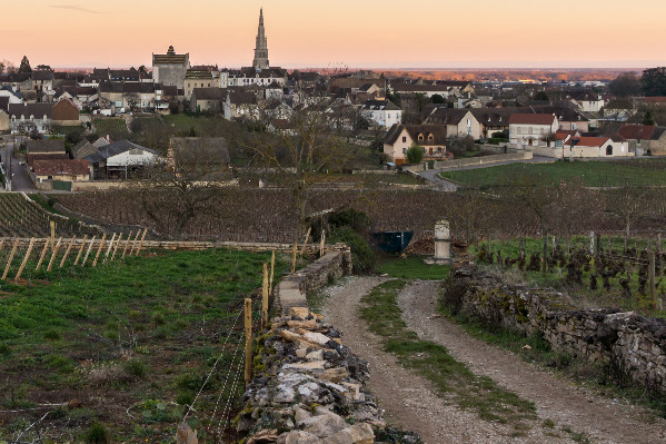'Quand la lâcheté tutoie la bêtise' en vandalisant des vignes