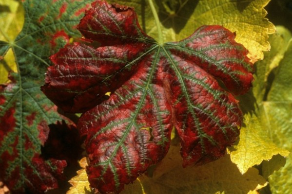 Les carences de la vigne plus souvent liées au porte-greffe qu'au greffon