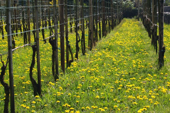 Première méta-analyse de l'impact du type de viticulture sur la biodiversité des sols
