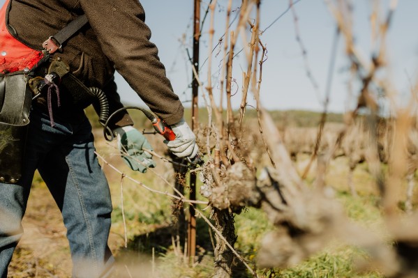 Les bienfaits de la taille respectueuse de la vigne scientifiquement validés