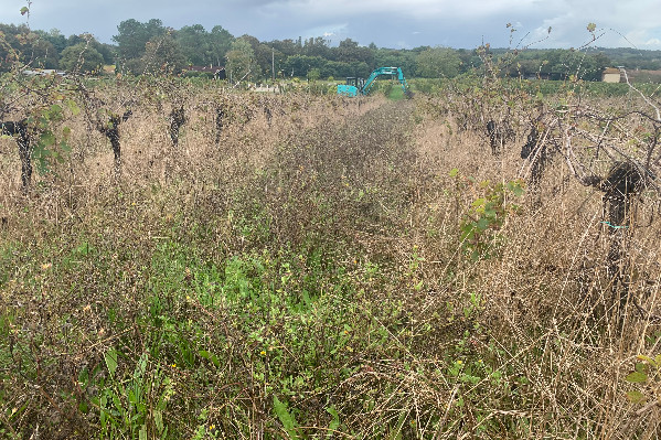 Une amende à 1 500 € des vignes en friche 'en dernier recours'