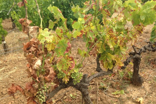 L’étau se resserre autour de l’esca de la vigne