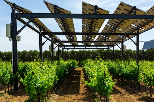 14 % des viticulteurs engagés dans un projet d’agrivoltaïsme