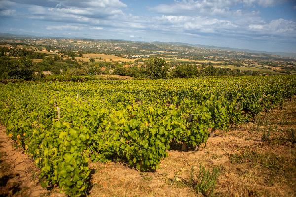 'Le matériel végétal le plus divers au monde', la nouvelle offre de sélection massale Entav Diversité séduit les vignerons