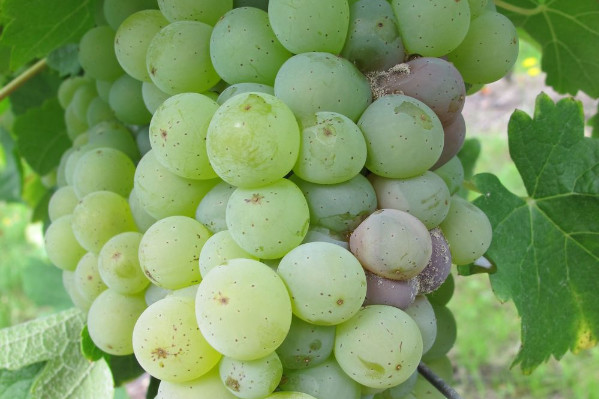 L’antibotrytis vigne Kenja désormais utilisable dès la fin de la floraison