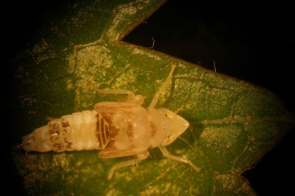 Comment bien user de Lumière contre la cicadelle de la flavescence dorée de la vigne