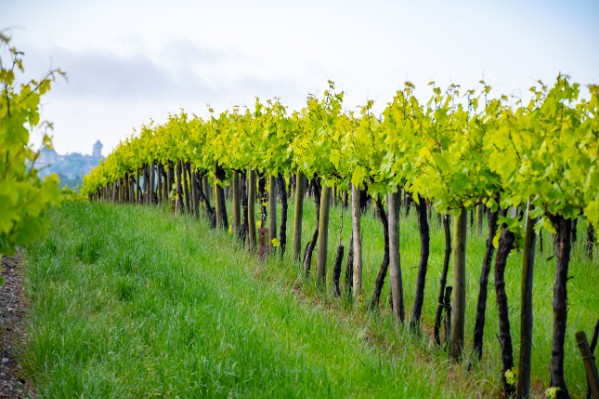 Moins de déficit hydrique dans les vignes en jouant sur l'écartement et l’enherbement