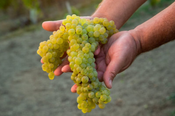 Cognac réduit de 11,5 % son rendement 2025, un 'compromis' incitant à l'arrachage