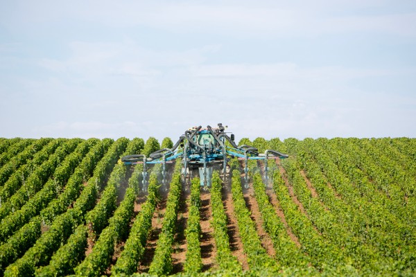 1 viticulteur sur 2 prêt à réduire les fongicides si ses pertes de rendement sont assurées