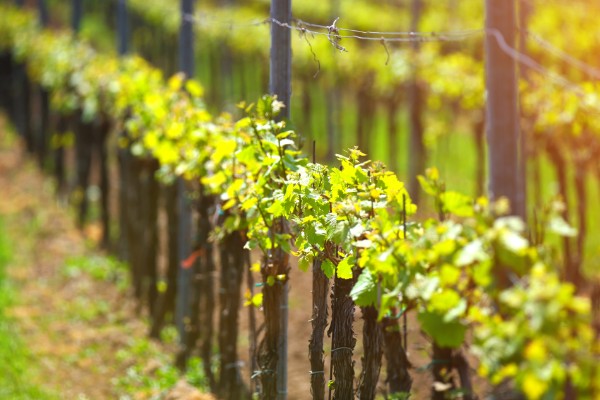 15 % des viticulteurs utilisent des VIFA, 59 % ne les connaissent pas