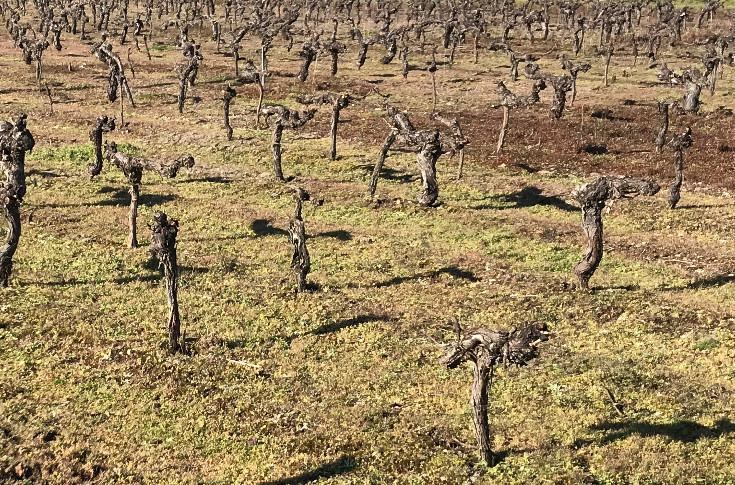 Ouverture de l’arrachage de vignes à 4 000 €/ha ce vendredi : RDV sur VitiRestructuration !