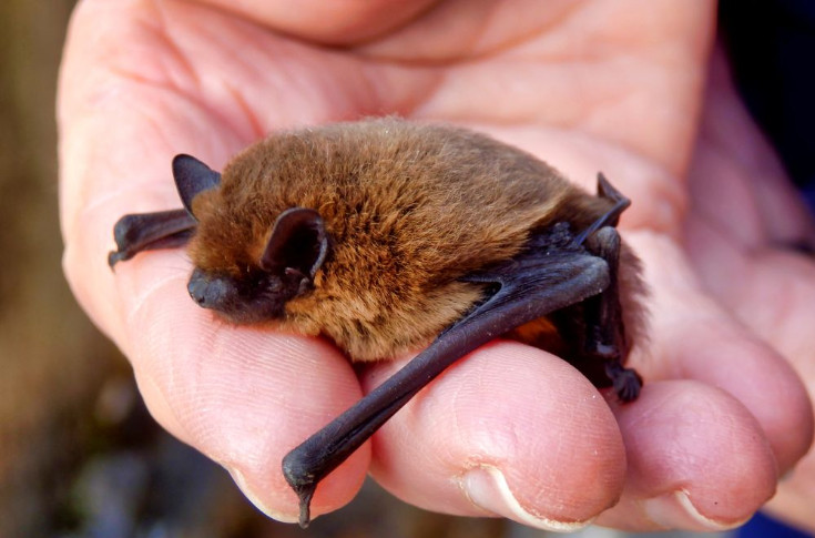 -14 % de dégâts de vers de la grappe dans les vignes grâce aux chauves-souris