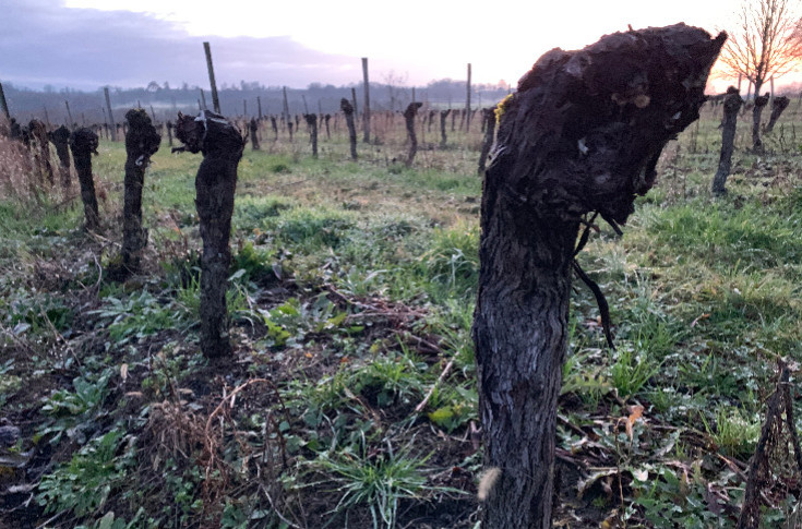 Finie l’attente, place aux candidatures pour l’arrachage des vignes à 4 000 €/ha