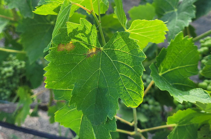 Le mildiou contourne de nouvelles vignes résistantes : il faut assurer 