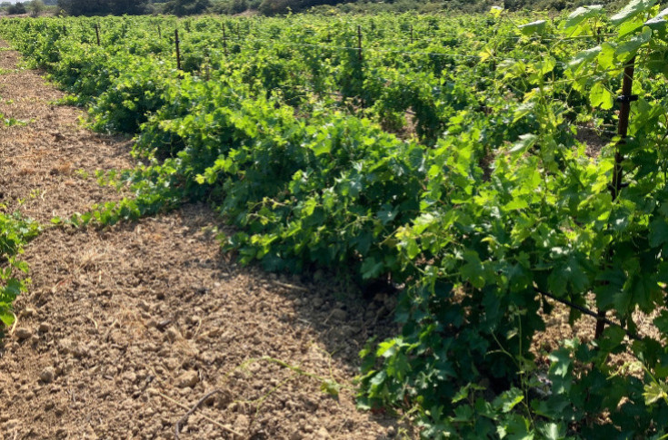 5 cépages Bouquet arrivent, enfin, dans le vignoble : commandes ouvertes pour 2027 ! Mais sous quels noms, Grenache Bouquet ?