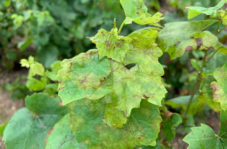 Le folpel plus mélangeable en 2027 : 