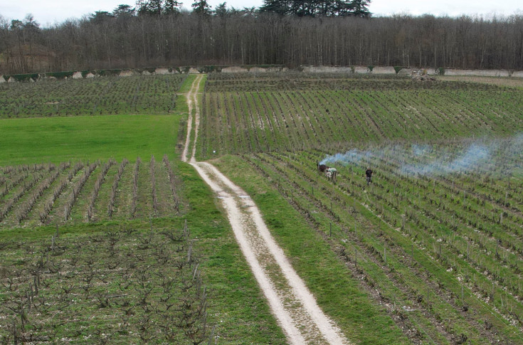 Remise en question des 4 000 pieds/ha minimum en vigne AOC : 