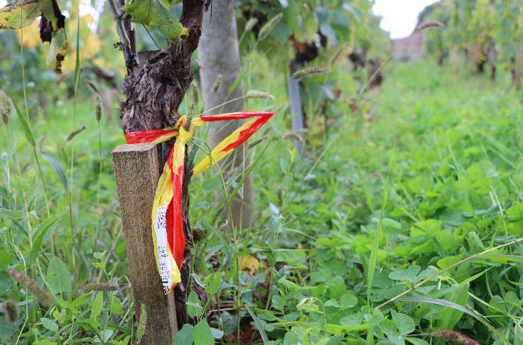 Prospections précoces, individuelles, par application, via capteurs… le vignoble innove face à la flavescence dorée