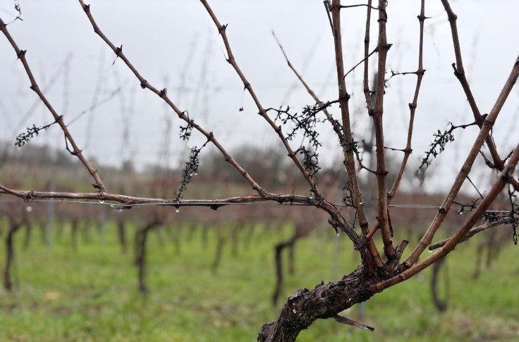 Lorsque l'on taille les vignes 
