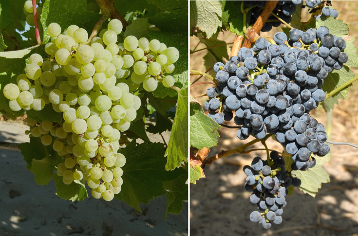 11 nouvelles vignes résistantes pour tous les goûts : 5 Bouquet méridionaux et 6 ResDur franco-suisses