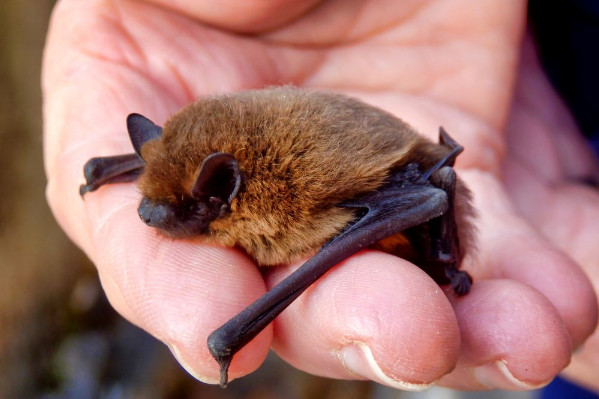 -14 % de dégâts de vers de la grappe dans les vignes grâce aux chauves-souris