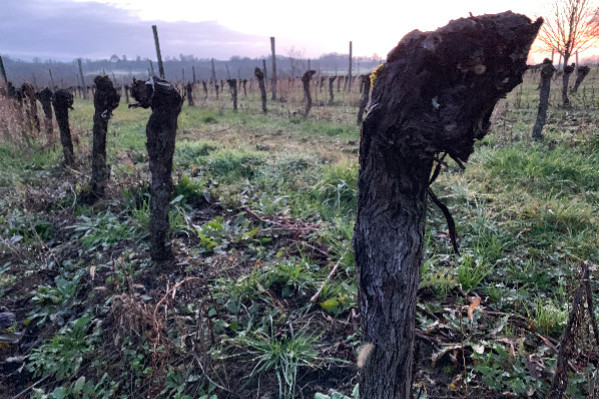 Finie l’attente, place aux candidatures pour l’arrachage des vignes à 4 000 €/ha