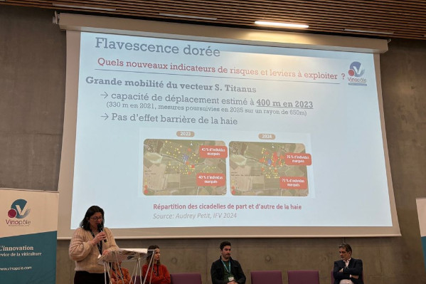 Les haies n’empêchent pas les cicadelles de la flavescence dorée de venir dans les vignes