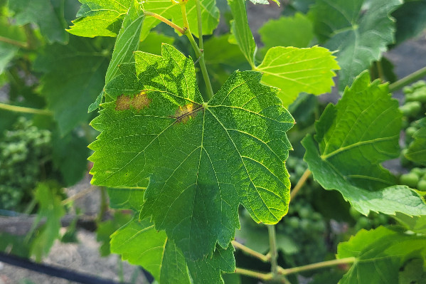Le mildiou contourne de nouvelles vignes résistantes : il faut assurer 'des traitements préventifs et des méthodes prophylactiques'