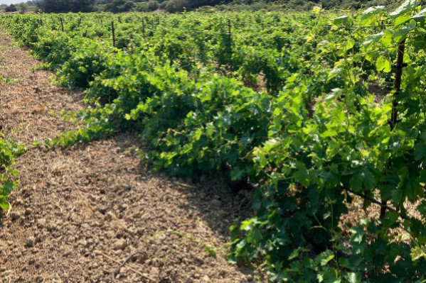 5 cépages Bouquet arrivent, enfin, dans le vignoble : commandes ouvertes pour 2027 ! Mais sous quels noms, Grenache Bouquet ?