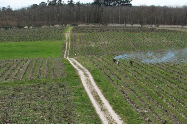 Remise en question des 4 000 pieds/ha minimum en vigne AOC : 'on ne s’interdit rien'