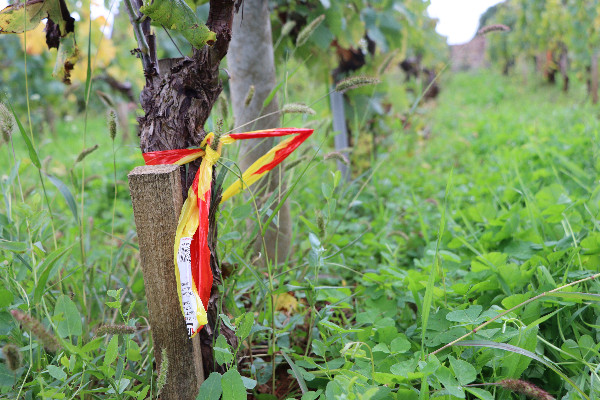 Prospections précoces, individuelles, par application, via capteurs… le vignoble innove face à la flavescence dorée
