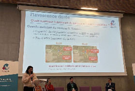 Les haies n’empêchent pas les cicadelles de la flavescence dorée de venir dans les vignes