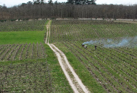 Remise en question des 4 000 pieds/ha minimum en vigne AOC : 