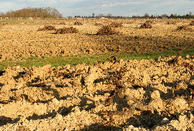 Désaccords sur la date de fin d’arrachage définitif des vignes
