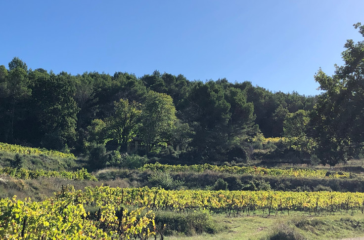 Les vins AOC Laudun, c’est (quasiment) pour demain