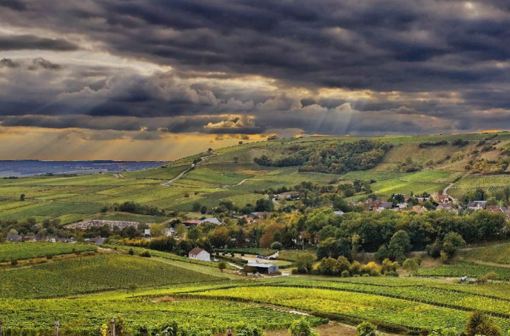 Dynamique commerciale positive pour les vins de Centre-Loire