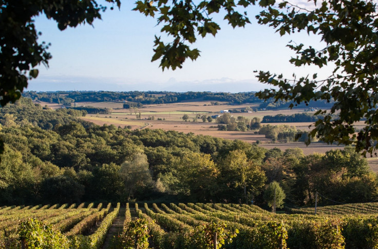 Ouverture d'une souscription participative pour préserver le vignoble landais