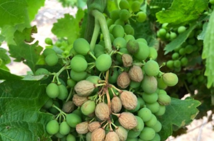 Les enseignements du coup de chaud sur le vignoble languedocien en 2019