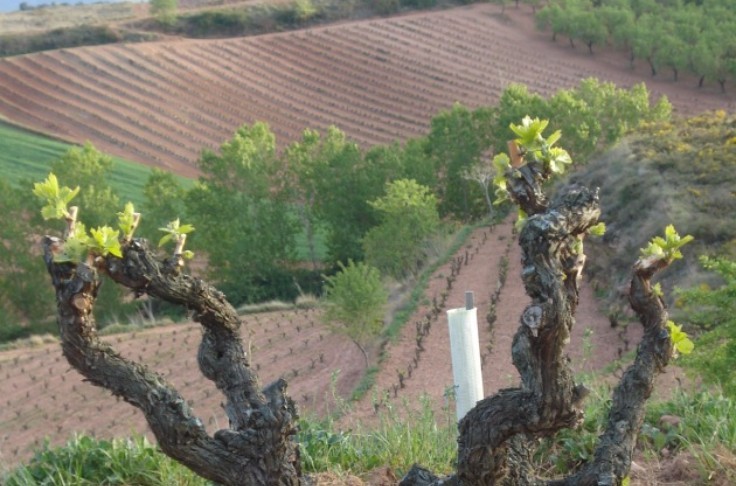 Le tempranillo devient le premier cépage d'Espagne, et continue d’affaiblir la diversité variétale
