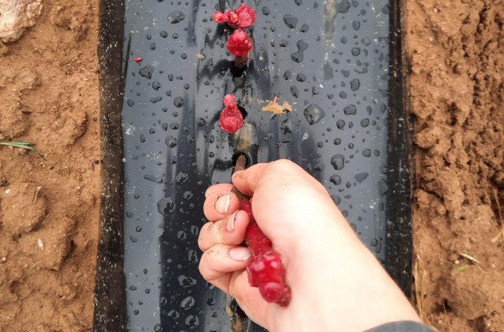 Les cépages au cœur de la boîte à outils du futur vignoble de Beaujolais