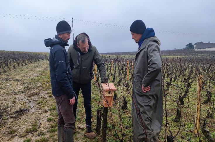 Les obstacles des groupes 30 000 dans le vignoble