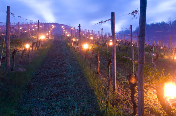 Tous les vignerons assurés et gelés sont appelés à déposer un dossier de rachat de franchise