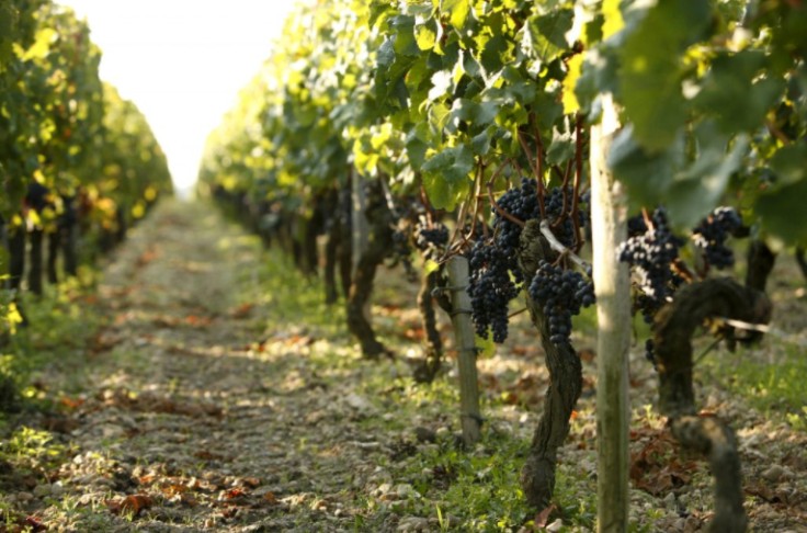 Convertir les vignobles au bio triple leur consommation de cuivre
