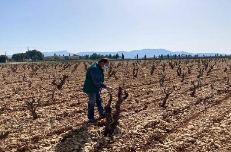  Dans les vignes, la confusion sans diffuseurs est prometteuse contre l'eudémis