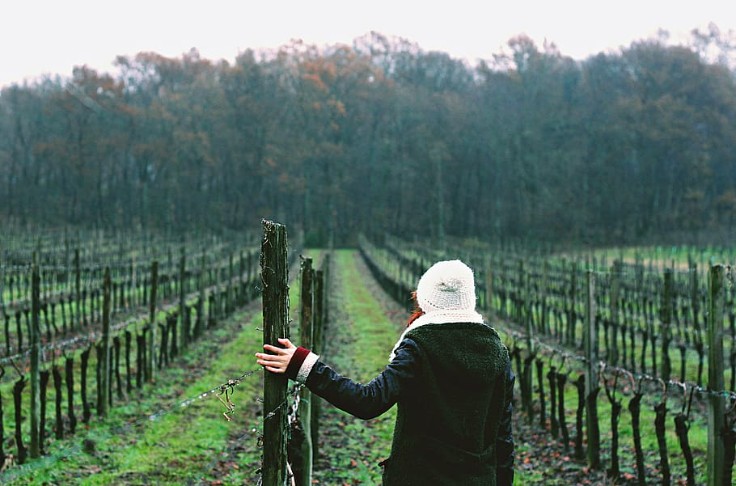 Les règles à respecter lorsqu'on protège son vignoble du gel