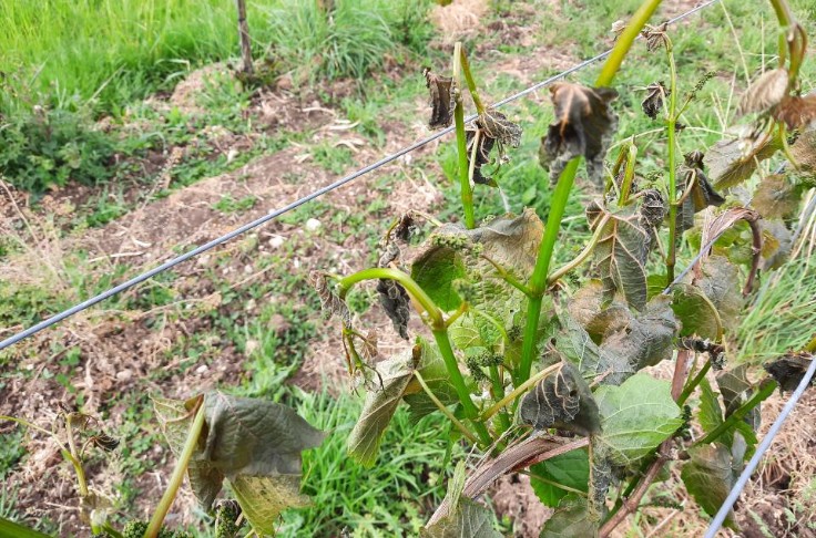 Une nouvelle assurance gel et grêle à l’essai dans le vignoble de Cognac 