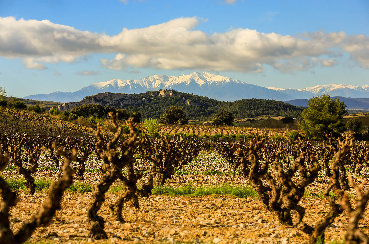 Meilleure valorisation malgré les récoltes difficiles dans le Roussillon